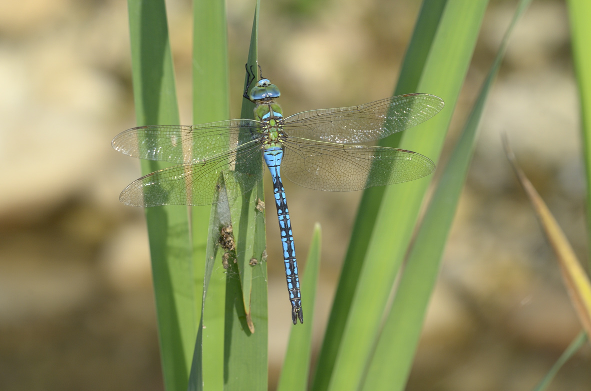 Anax imperator maschio